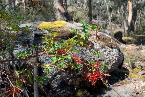 Enfield Grevillea Irena Cassettarii